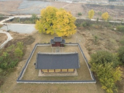 '최소 수령 347년 이상' 세종리 은행나무 한쌍, 천연기념물 지정 예고