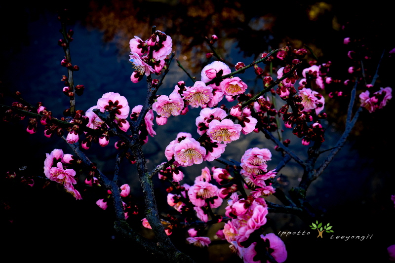 [이용일 사진작가] 남도에 봄을 알리는 홍매화