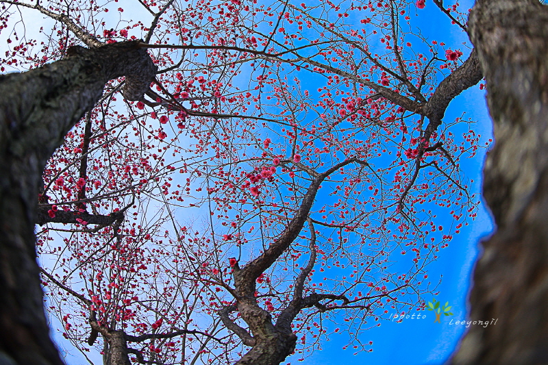 [이용일 사진작가] 순천국가정원 장독대정원 남녘에 봄이오는 소리
