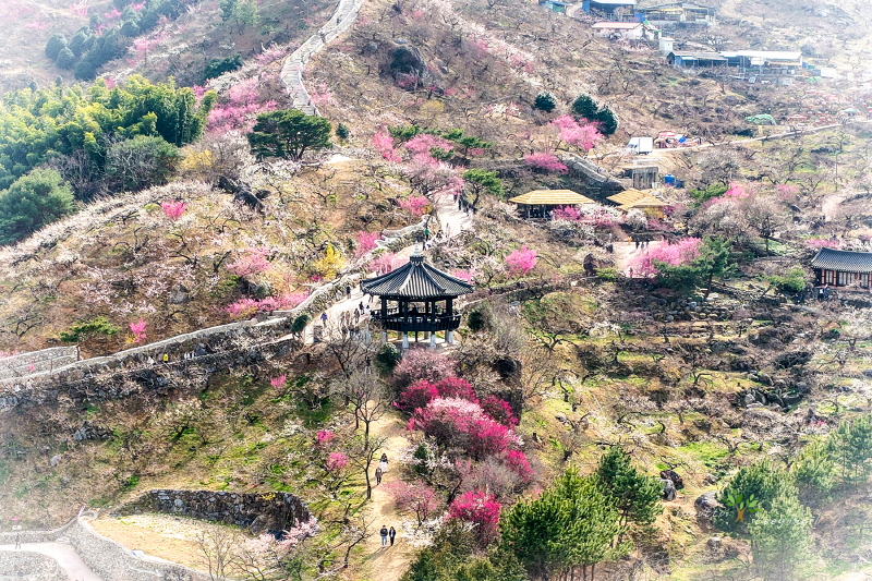 [이용일 사진작가] 순천만국가정원 봄소식