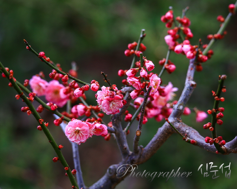 [심준섭 사진작가] 남도에 핀 홍매화